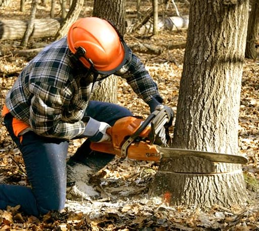 Tree Removal in Northport, MI